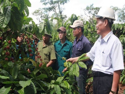 Dak Lak to reduce coffee-growing area