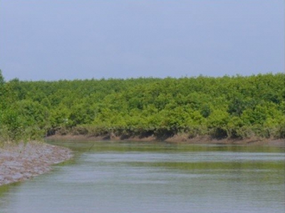 Mangrove forests used to breed aquatic species