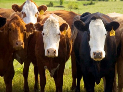 Beef checkoff transparency lawsuit proceeds