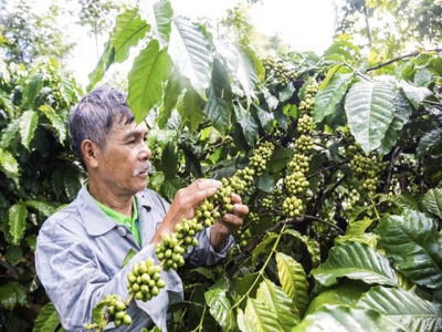 Bayer in private sector alliance to support coffee smallholder farmers