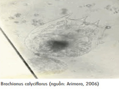 Brachionus calyciflorus: Thức ăn tiềm năng trong sản xuất giống cá nước ngọt