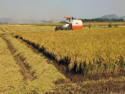 Dong Thaps rice output reaches over 3.3 million tonnes