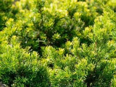 How to Grow Japanese Yew Shrubs