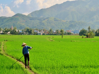 Vietnam Farmers Union helps boost agricultural production