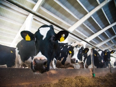 Alternative antimicrobial chitosan may boost dairy cow feed efficiency