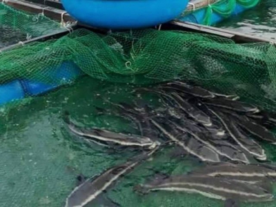 Nông dân Lý Sơn thu nhập khá nhờ mô hình nuôi cá bớp