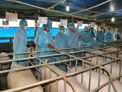 Sản xuất lợn giống bằng thụ tinh nhân tạo