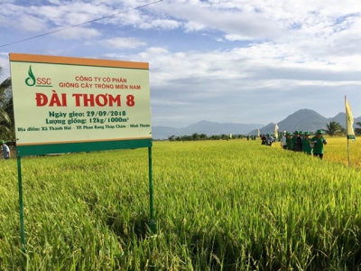 Giống lúa Đài Thơm 8 gây sốt tại Ninh Thuận