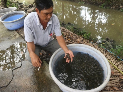 Ngỡ ngàng với trang trại nuôi ba ba giống và thương phẩm lớn nhất miền Tây