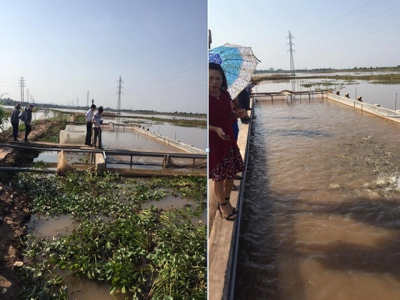 Tham quan mô hình nuôi cá sông trong ao tại Phú Thọ