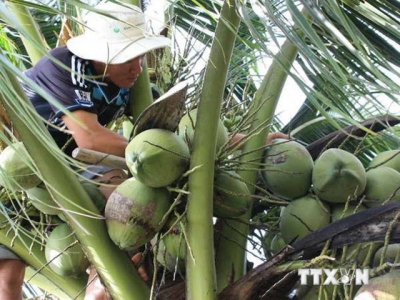 Ben Tre attracts investment in high-tech agriculture