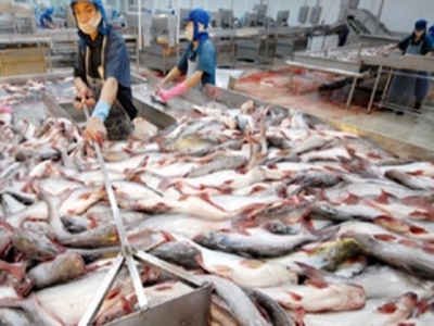 US becomes Vietnams largest tra fish importer