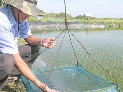 Phát triển mô hình nuôi tôm luân canh trên ruộng muối