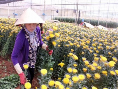 Flower farmers prepare for Tết