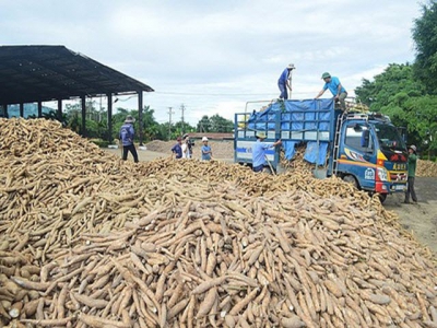 Cassava exports enjoy massive turnover increase throughout November