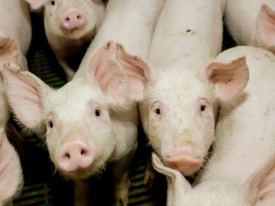 Soybean meal may provide energy boost for swine