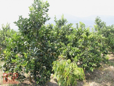 Bac Giang farmers cash in on citrus fruit plantation