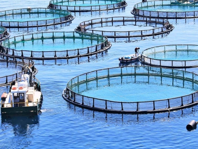 Can salmon farming cope with climate change?