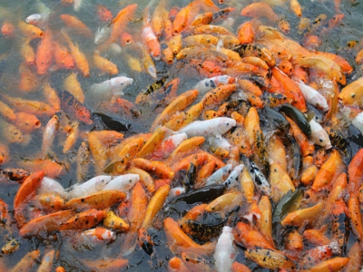 Toxicity of chemical substances in aquaculture
