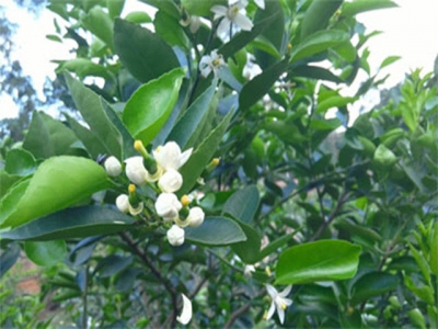 Phân bón lá vi lượng ngăn ngừa và khắc phục một số bệnh sinh lý trên cây ăn quả