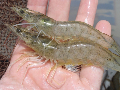 French study finds yeast derivatives a potential solution to shrimp disease