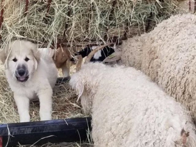 Study explores optimal training for livestock guardian dogs