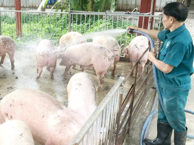 Pig-breeding households unable to rebuild pig herd without biosecurity