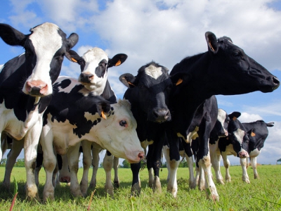 Recent inbreeding in cows linked to greater depression