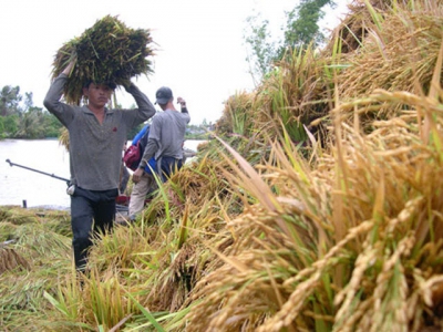 The hard lot of Vietnams rice