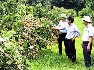 Southeastern provinces take heed of brand building for agricultural products