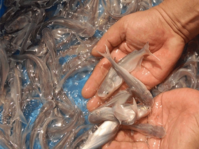 Over 1.8 billion pangasius juveniles are produced