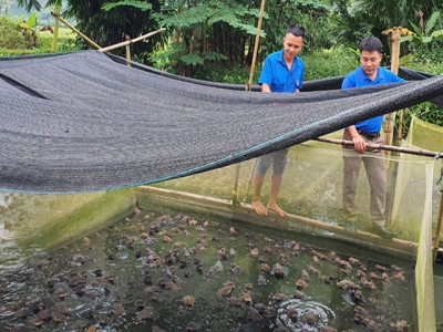 Thu 200 triệu đồng mỗi năm từ nuôi ếch và cá tại Hà Giang