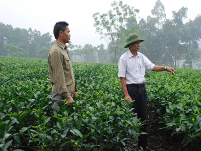 Cùng giải bài toán tăng năng suất, chất lượng cho cây chè