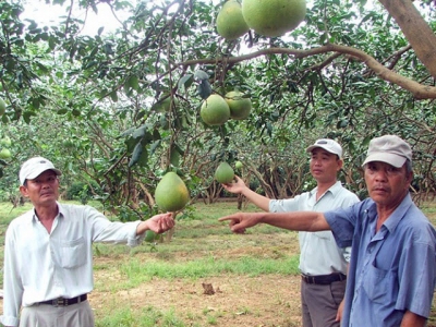 Creating brand names for Southeastern farm produce