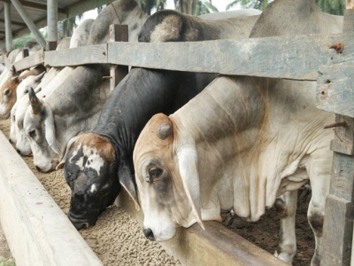 Canola oil, nitrate play role in lowering cattle methane output