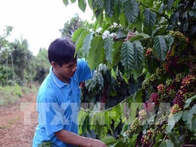 Coffee prices expected to rise due to supply shortage