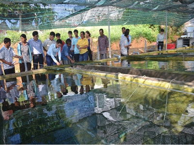 Hiệu quả nuôi rong nho biển trong bể xi măng tại Quảng Ngãi