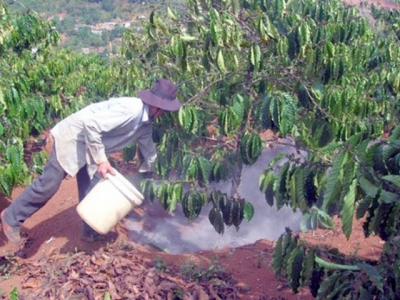 Quản lý dinh dưỡng cho cây cà phê mùa khô