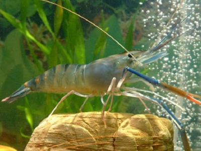 Cà Mau - Giant river prawn culture in organic rice field