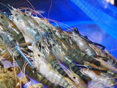 Vietnam set giant river prawn export target at $100 million by 2025