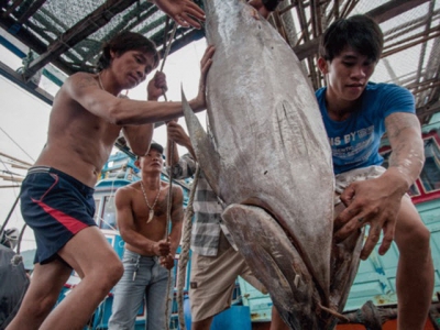 Vietnams tuna exports to EU surge thanks to EVFTA