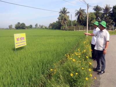 Mekong Delta district to grow only high-quality rice, targets exports