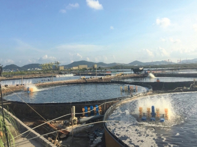 Shrimp farming in round cement pond brings high income