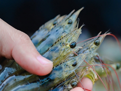 Cà Mau - Establish a Alliance of organic and sustainable Vietnamese shrimp