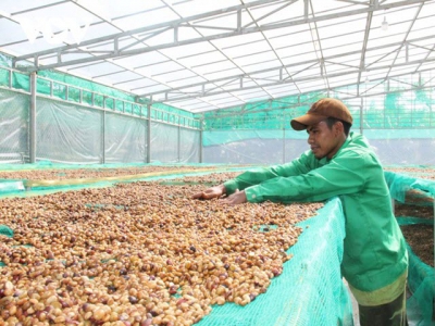 Vietnams coffee industry must change to integrate internationally