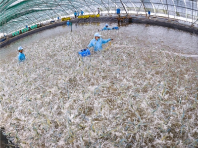 Long An- Earn more than 100 million dong from 1ha of hitech shrimp farm