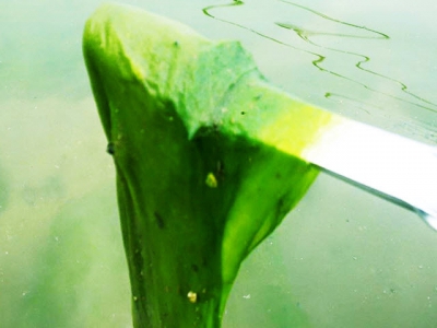 Biện pháp ngăn ngừa và kiểm soát tảo sợi