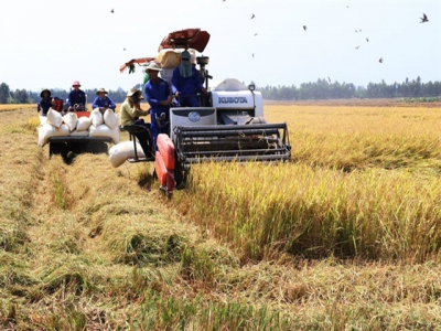 Đồng Tháp expands high quality rice cultivation