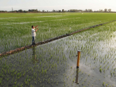 Alternating wetting and drying (AWD) helps Mekong Delta rice farmers cope with droughts