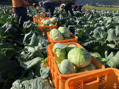 Exports of vegetables to Taiwan rises by nearly 70%